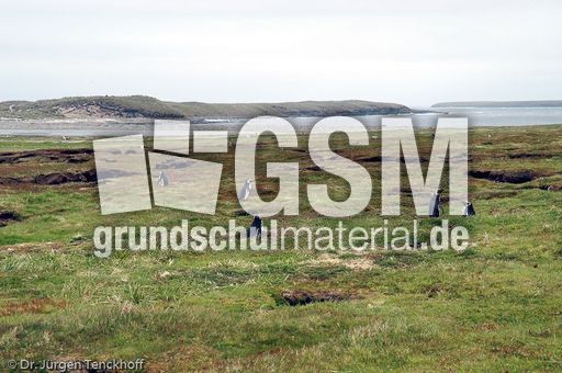 Magellanpinguin (21 von 32).jpg